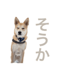 伝説の犬、田んぼしゃんのスタンプ（個別スタンプ：11）