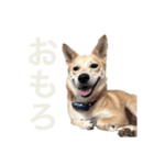 伝説の犬、田んぼしゃんのスタンプ（個別スタンプ：13）