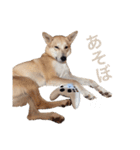 伝説の犬、田んぼしゃんのスタンプ（個別スタンプ：14）