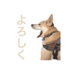 伝説の犬、田んぼしゃんのスタンプ（個別スタンプ：15）