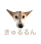 伝説の犬、田んぼしゃんのスタンプ（個別スタンプ：17）