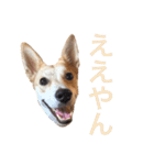 伝説の犬、田んぼしゃんのスタンプ（個別スタンプ：18）
