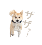 伝説の犬、田んぼしゃんのスタンプ（個別スタンプ：19）