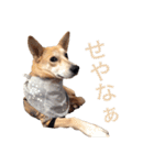 伝説の犬、田んぼしゃんのスタンプ（個別スタンプ：20）