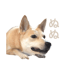 伝説の犬、田んぼしゃんのスタンプ（個別スタンプ：21）