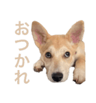 伝説の犬、田んぼしゃんのスタンプ（個別スタンプ：22）