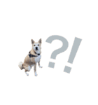 伝説の犬、田んぼしゃんのスタンプ（個別スタンプ：23）