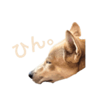 伝説の犬、田んぼしゃんのスタンプ（個別スタンプ：24）