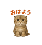 スコティッシュフォールドの楽しい日常（個別スタンプ：1）