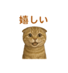 スコティッシュフォールドの楽しい日常（個別スタンプ：11）