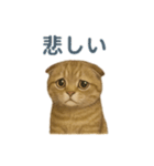 スコティッシュフォールドの楽しい日常（個別スタンプ：12）