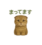 スコティッシュフォールドの楽しい日常（個別スタンプ：13）