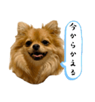ここあ＆ここあ（個別スタンプ：10）