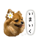 ここあ＆ここあ（個別スタンプ：12）