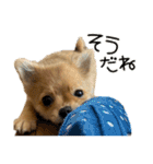 ここあ＆ここあ（個別スタンプ：37）