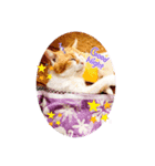 うちのnekoシリーズ2（個別スタンプ：1）