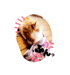 うちのnekoシリーズ2（個別スタンプ：7）