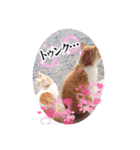 うちのnekoシリーズ2（個別スタンプ：8）