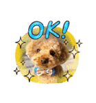 COCO まるちゃんのスタンプ！！（個別スタンプ：5）