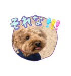 COCO まるちゃんのスタンプ！！（個別スタンプ：7）