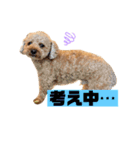 COCO まるちゃんのスタンプ！！（個別スタンプ：8）