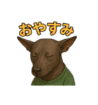 ヘアレスドッグのルークくん（リアル版）（個別スタンプ：5）