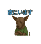 ヘアレスドッグのルークくん（リアル版）（個別スタンプ：8）