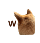 SHIBA INU ちゃん 3（個別スタンプ：1）