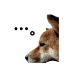 SHIBA INU ちゃん 3（個別スタンプ：2）