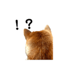 SHIBA INU ちゃん 3（個別スタンプ：3）