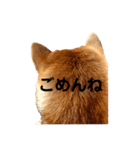 SHIBA INU ちゃん 3（個別スタンプ：4）