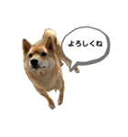 SHIBA INU ちゃん 3（個別スタンプ：5）
