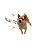 SHIBA INU ちゃん 3（個別スタンプ：6）