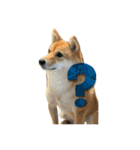SHIBA INU ちゃん 3（個別スタンプ：7）