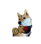 SHIBA INU ちゃん 3（個別スタンプ：8）