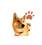 SHIBA INU ちゃん 3（個別スタンプ：9）