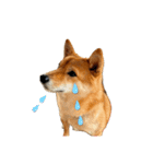 SHIBA INU ちゃん 3（個別スタンプ：10）