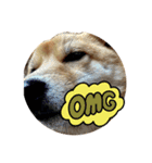 SHIBA INU ちゃん 3（個別スタンプ：11）