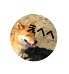 SHIBA INU ちゃん 3（個別スタンプ：12）