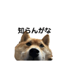 SHIBA INU ちゃん 3（個別スタンプ：13）