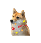 SHIBA INU ちゃん 3（個別スタンプ：14）