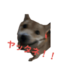 SHIBA INU ちゃん 3（個別スタンプ：15）