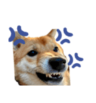 SHIBA INU ちゃん 3（個別スタンプ：16）