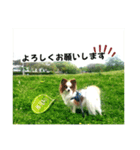 パピヨンの独り言！（個別スタンプ：1）