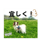 パピヨンの独り言！（個別スタンプ：2）