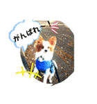 パピヨンの独り言！（個別スタンプ：3）