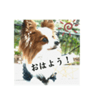 パピヨンの独り言！（個別スタンプ：4）