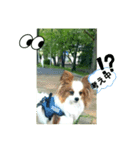 パピヨンの独り言！（個別スタンプ：5）