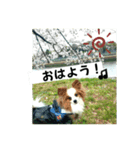 パピヨンの独り言！（個別スタンプ：6）