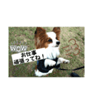 パピヨンの独り言！（個別スタンプ：7）